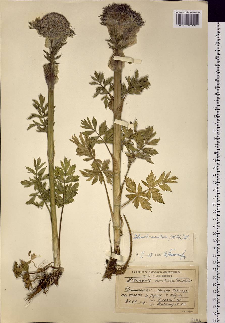 Sajanella monstrosa (Stephan ex Schult.) Soják, Siberia, Baikal & Transbaikal region (S4) (Russia)