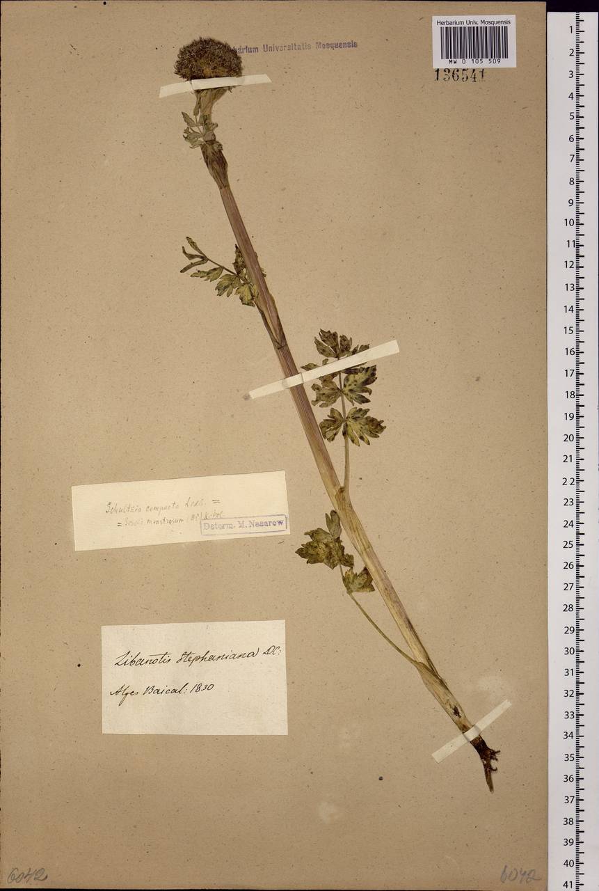 Sajanella monstrosa (Stephan ex Schult.) Soják, Siberia, Baikal & Transbaikal region (S4) (Russia)