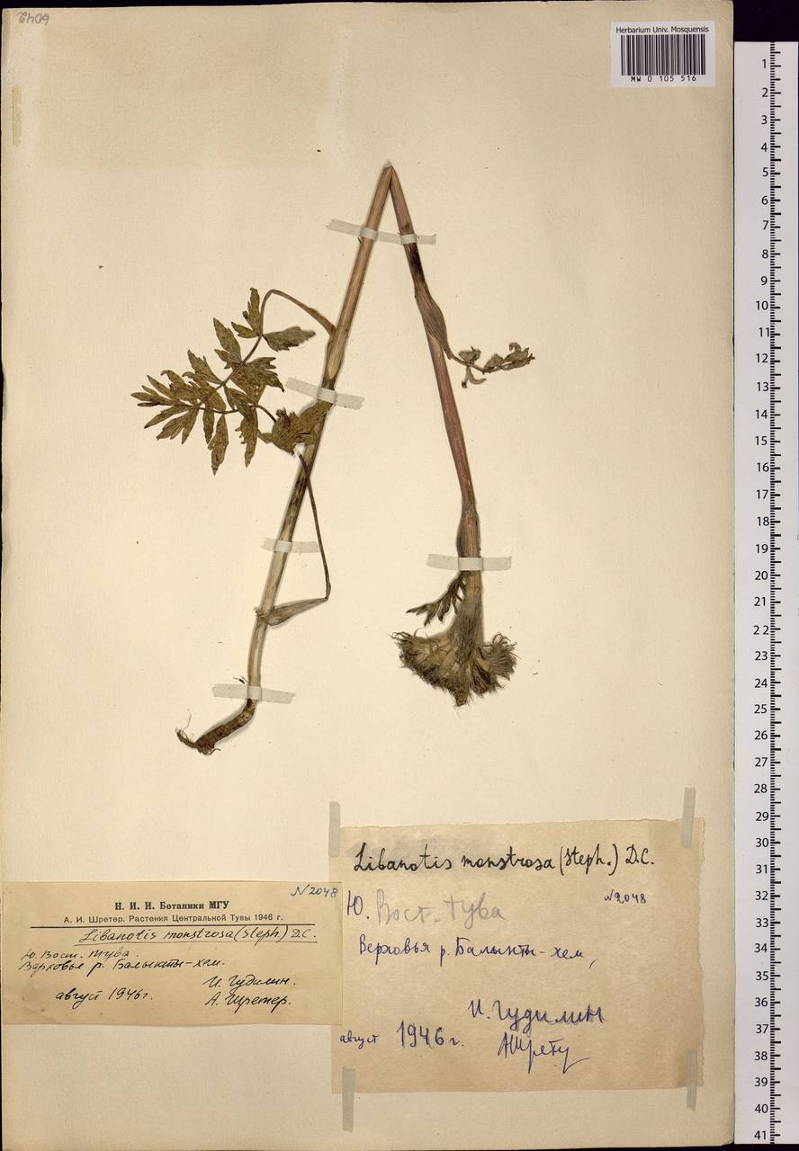 Sajanella monstrosa (Stephan ex Schult.) Soják, Siberia, Altai & Sayany Mountains (S2) (Russia)