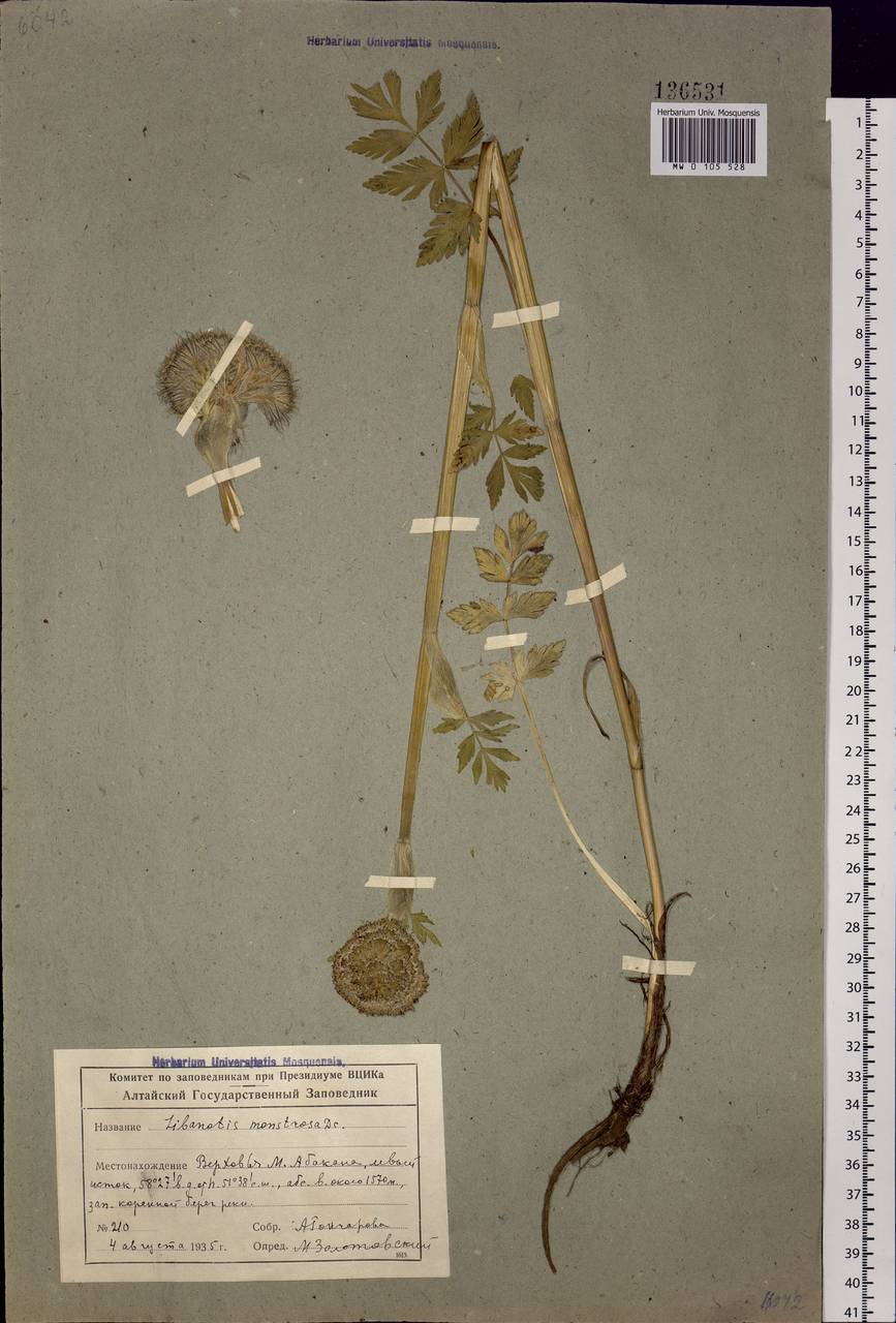Sajanella monstrosa (Stephan ex Schult.) Soják, Siberia, Altai & Sayany Mountains (S2) (Russia)
