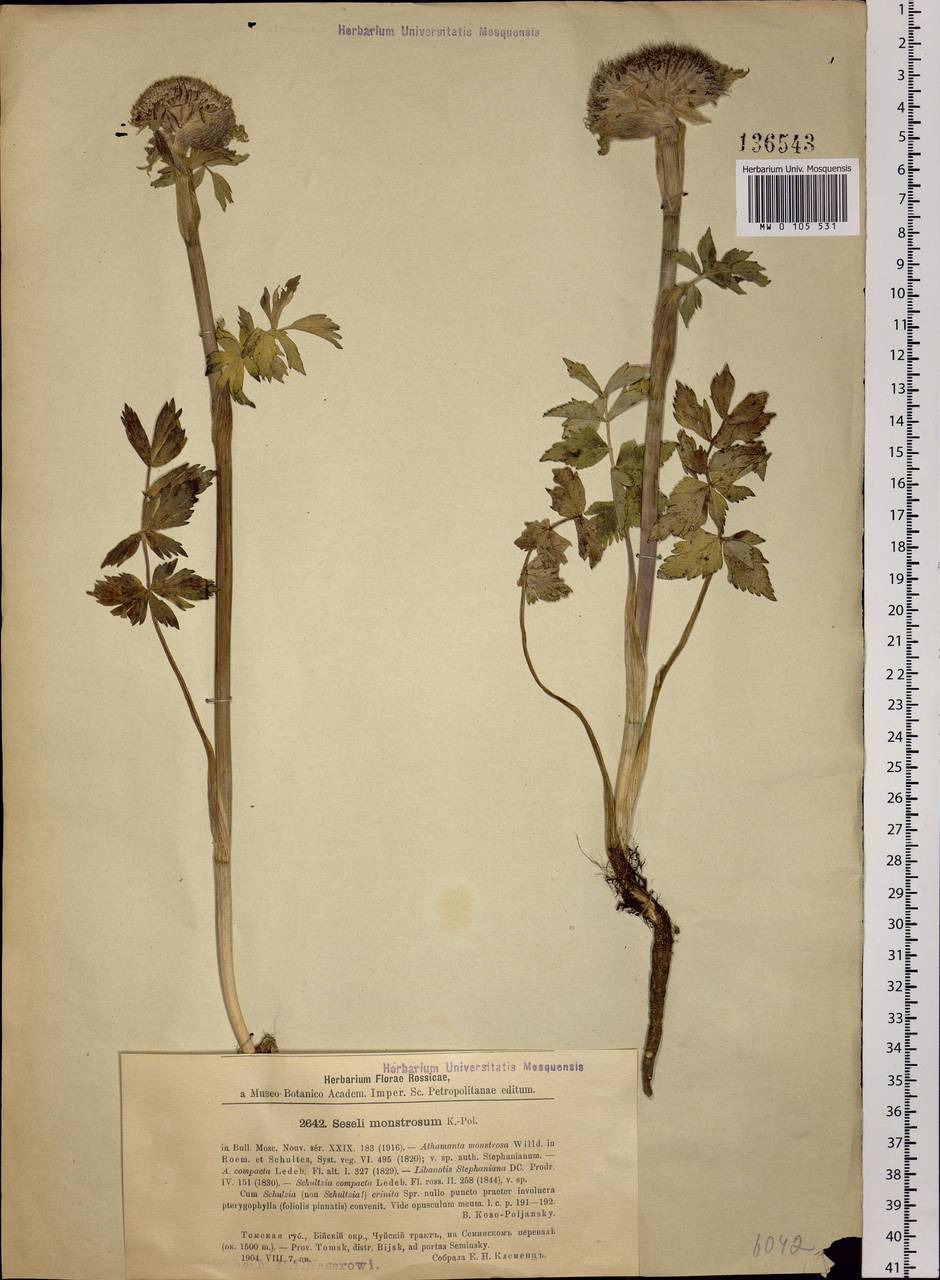 Sajanella monstrosa (Stephan ex Schult.) Soják, Siberia, Altai & Sayany Mountains (S2) (Russia)