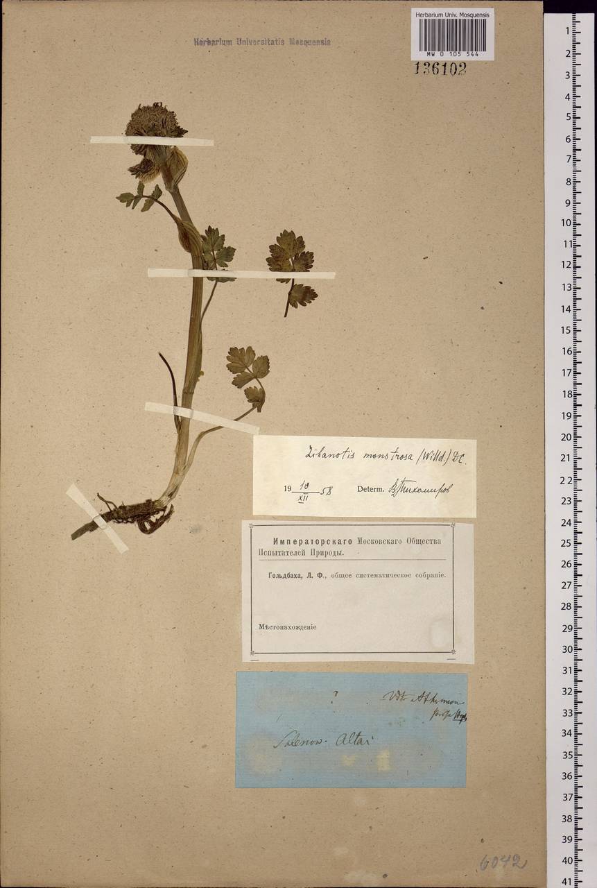 Sajanella monstrosa (Stephan ex Schult.) Soják, Siberia, Altai & Sayany Mountains (S2) (Russia)