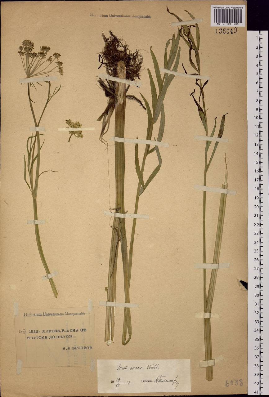 Sium suave Walter, Siberia, Yakutia (S5) (Russia)