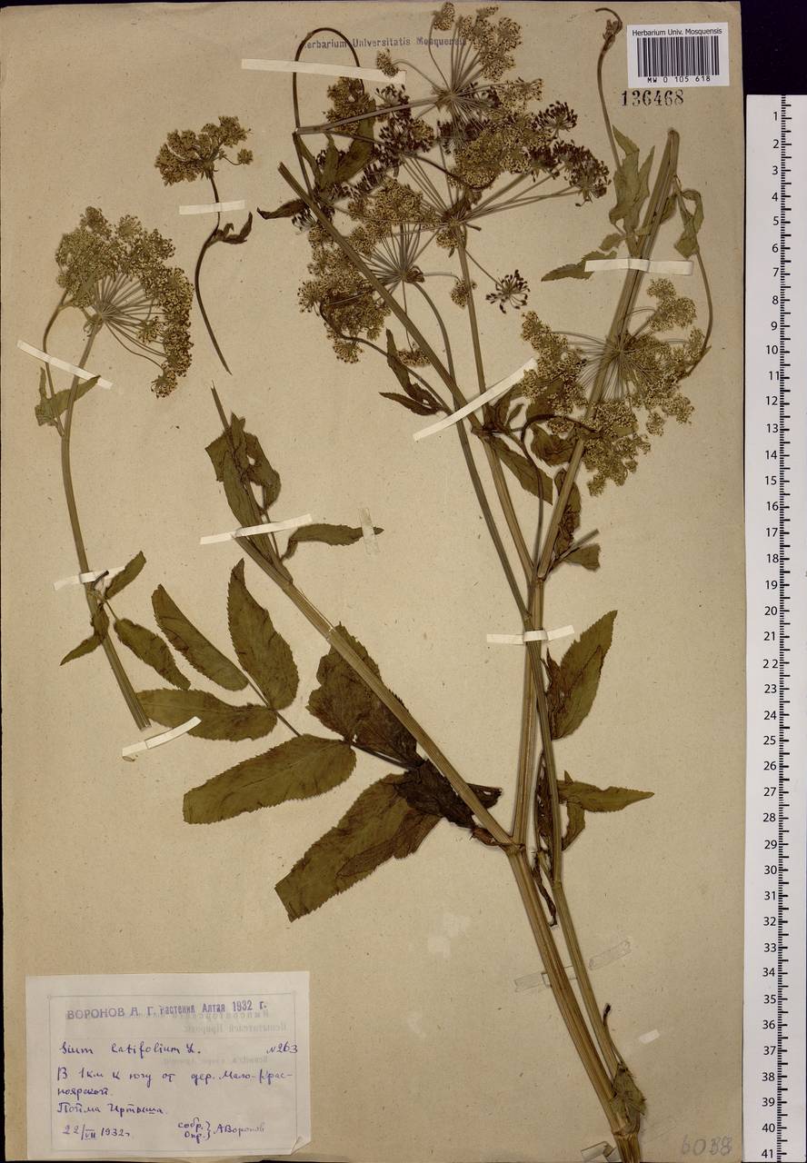 Sium latifolium L., Siberia, Western (Kazakhstan) Altai Mountains (S2a) (Kazakhstan)