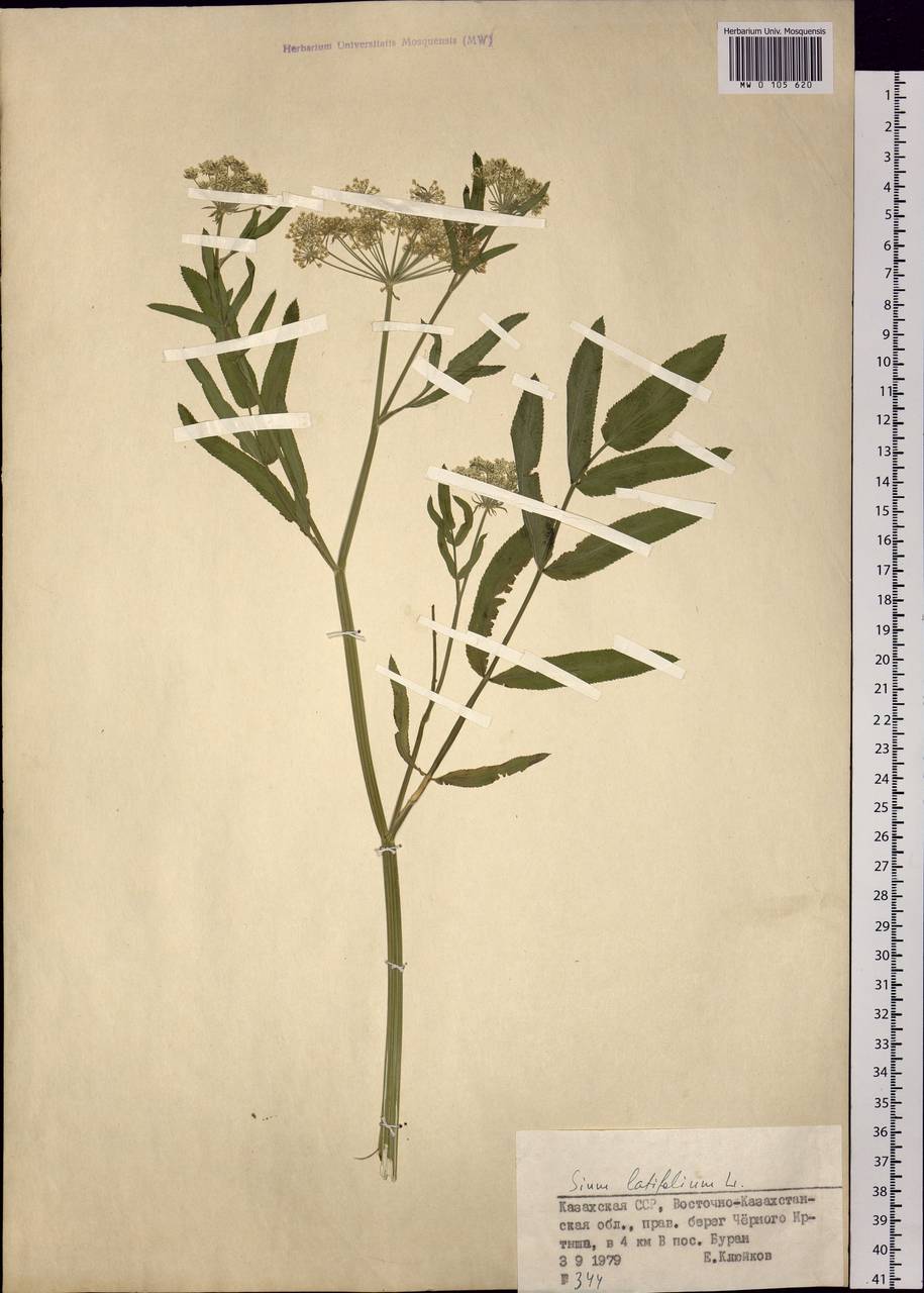 Sium latifolium L., Siberia, Western (Kazakhstan) Altai Mountains (S2a) (Kazakhstan)