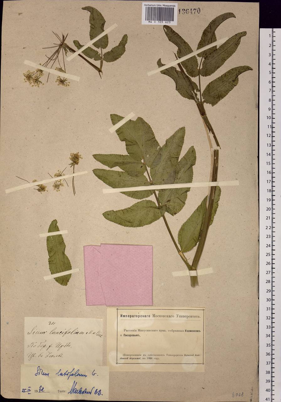 Sium latifolium L., Siberia, Altai & Sayany Mountains (S2) (Russia)