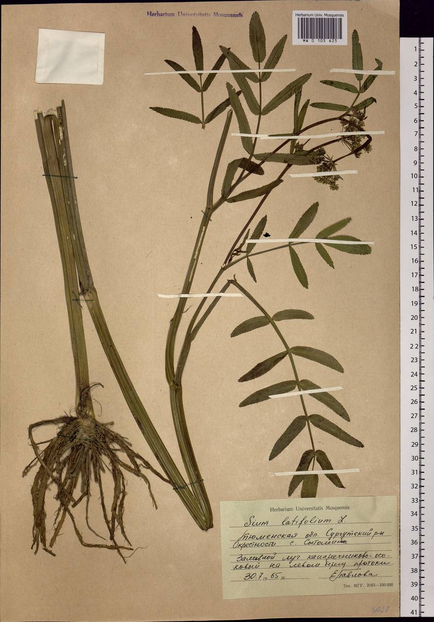 Sium latifolium L., Siberia, Western Siberia (S1) (Russia)