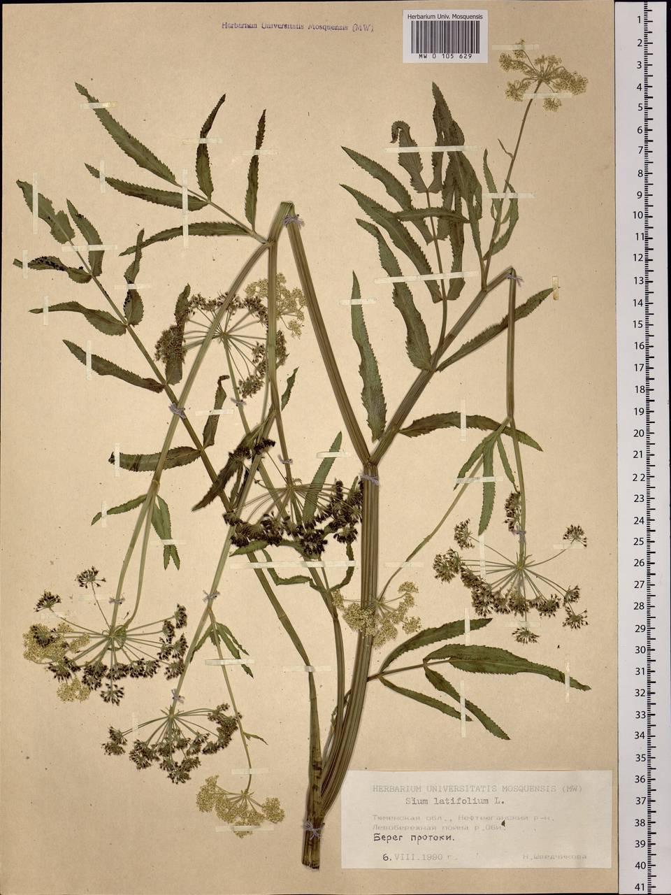Sium latifolium L., Siberia, Western Siberia (S1) (Russia)