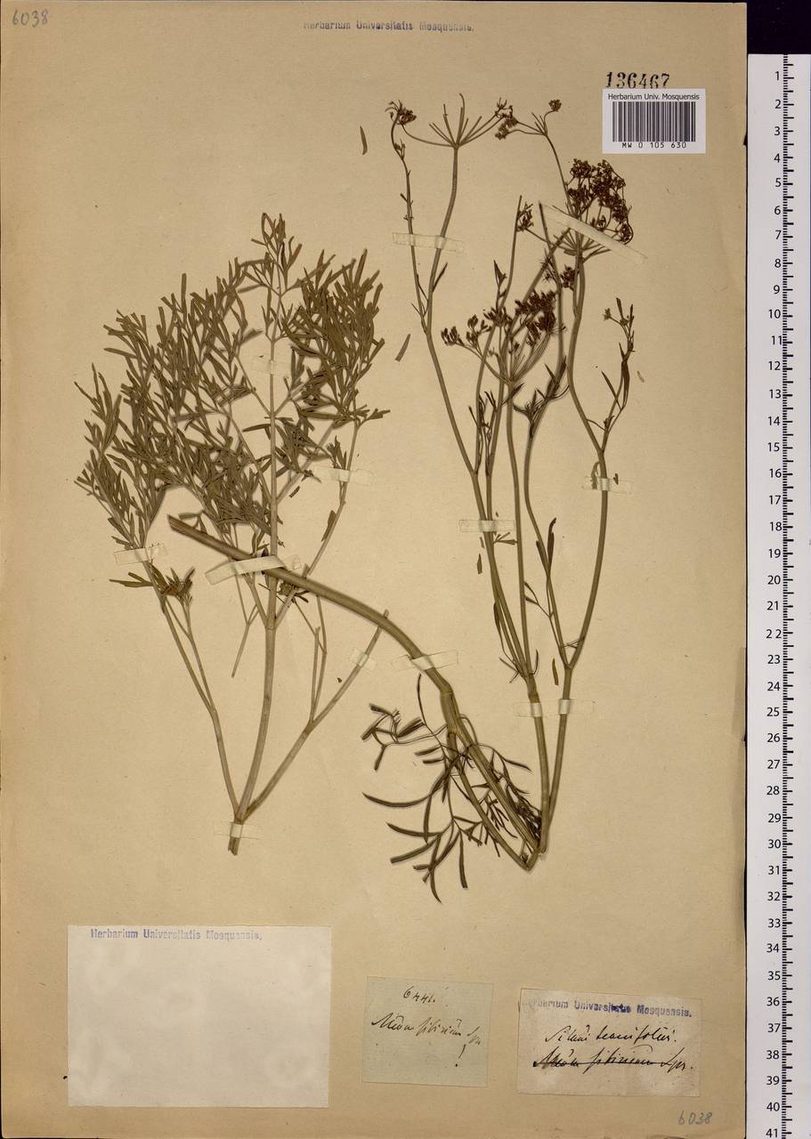 Sium, Siberia (no precise locality) (S0) (Russia)
