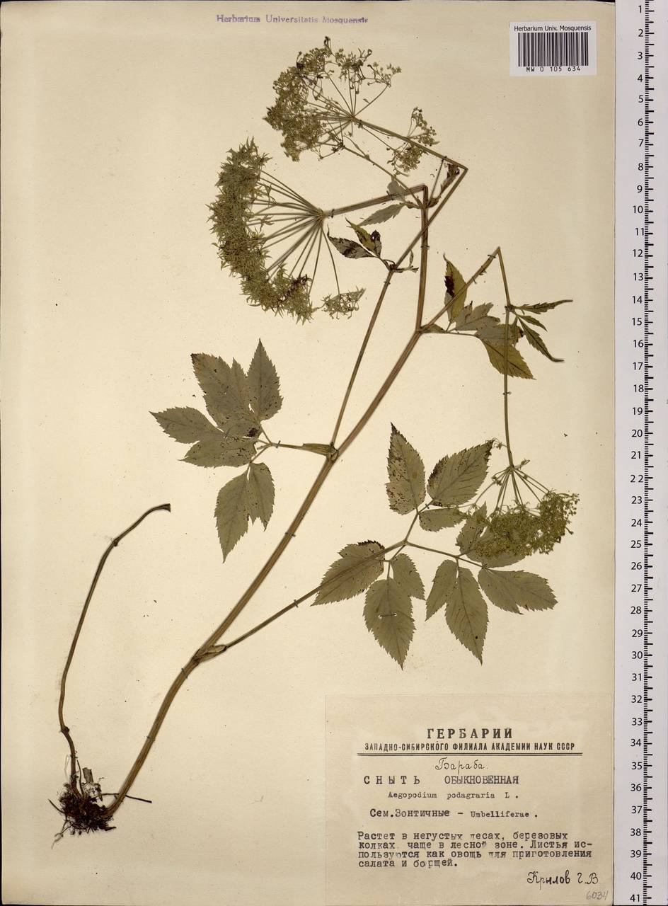 Aegopodium podagraria L., Siberia, Western Siberia (S1) (Russia)
