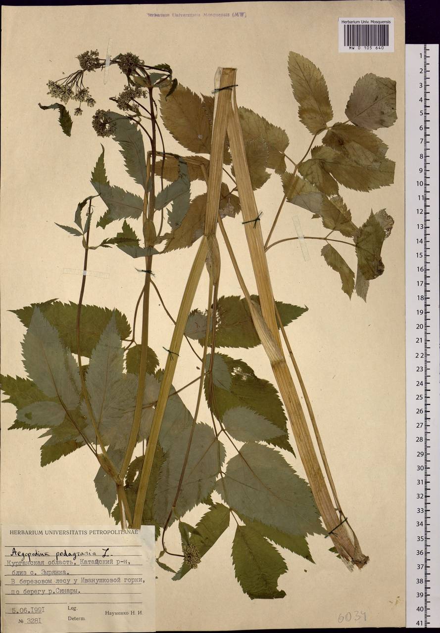 Aegopodium podagraria L., Siberia, Western Siberia (S1) (Russia)