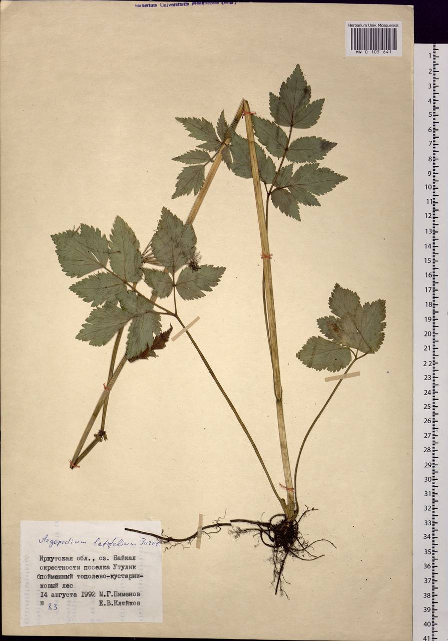 Aegopodium latifolium Turcz., Siberia, Baikal & Transbaikal region (S4) (Russia)