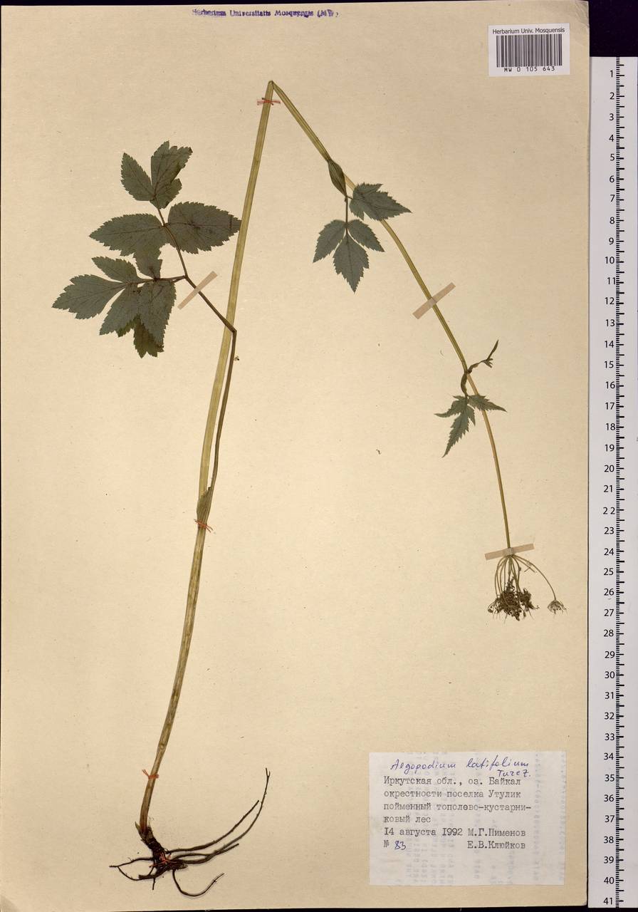Aegopodium latifolium Turcz., Siberia, Baikal & Transbaikal region (S4) (Russia)