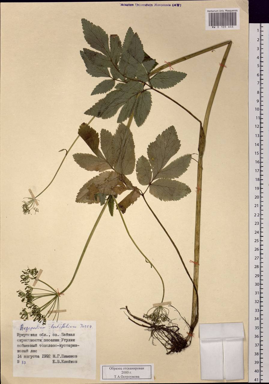 Aegopodium latifolium Turcz., Siberia, Baikal & Transbaikal region (S4) (Russia)