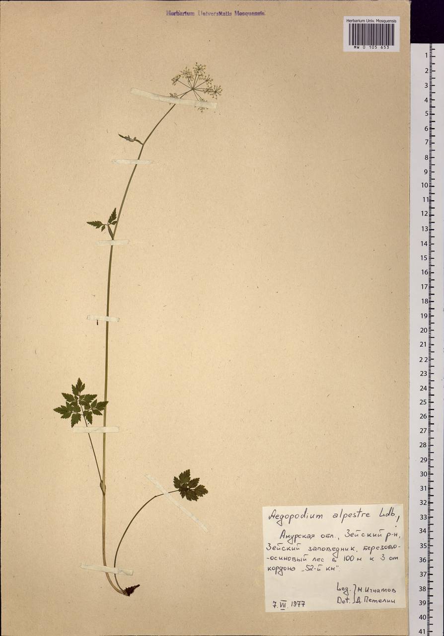 Aegopodium alpestre Ledeb., Siberia, Russian Far East (S6) (Russia)