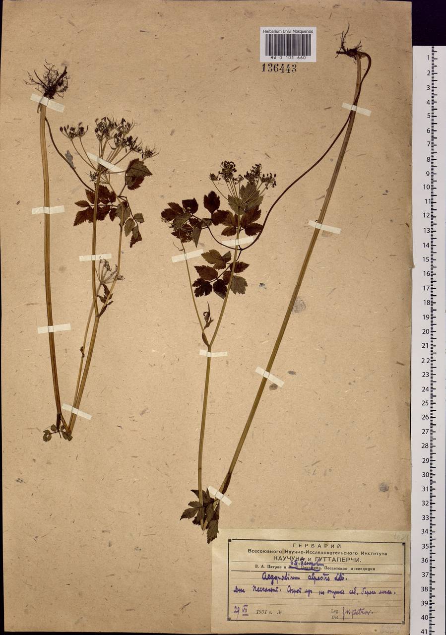 Aegopodium alpestre Ledeb., Siberia, Russian Far East (S6) (Russia)
