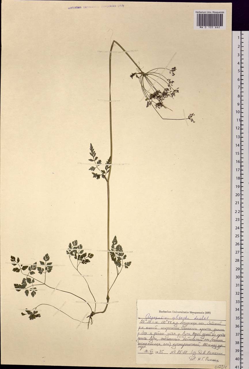 Aegopodium alpestre Ledeb., Siberia, Russian Far East (S6) (Russia)