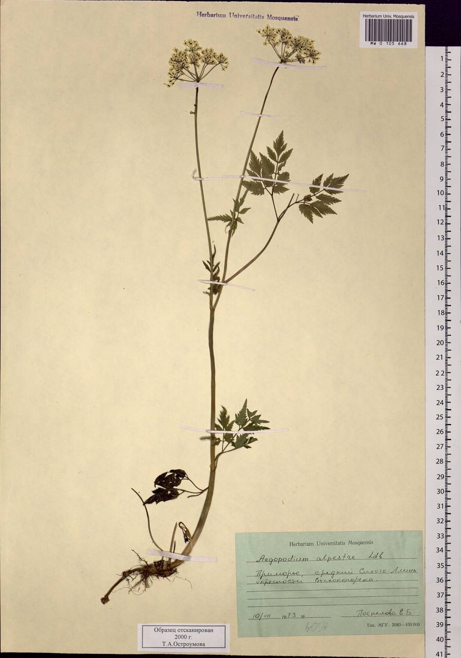 Aegopodium alpestre Ledeb., Siberia, Russian Far East (S6) (Russia)