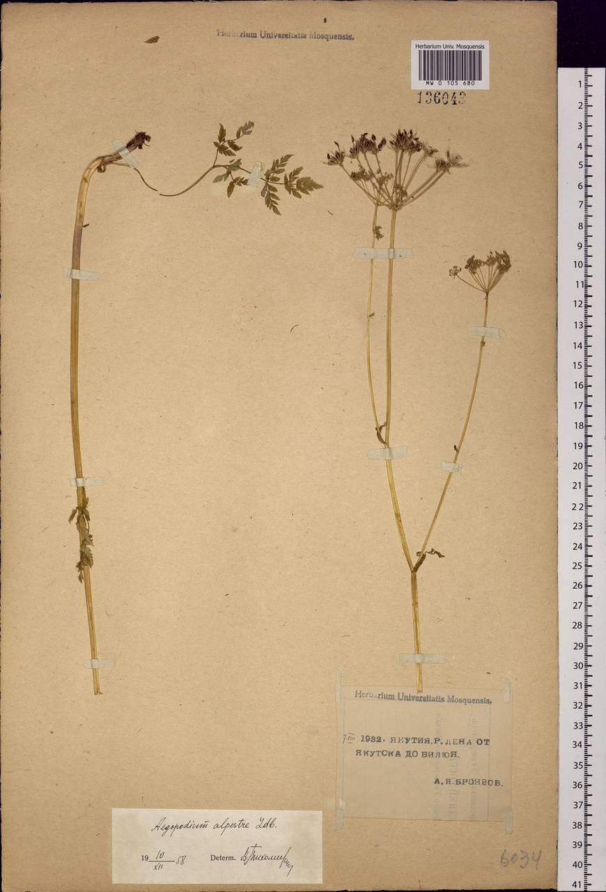 Aegopodium alpestre Ledeb., Siberia, Yakutia (S5) (Russia)