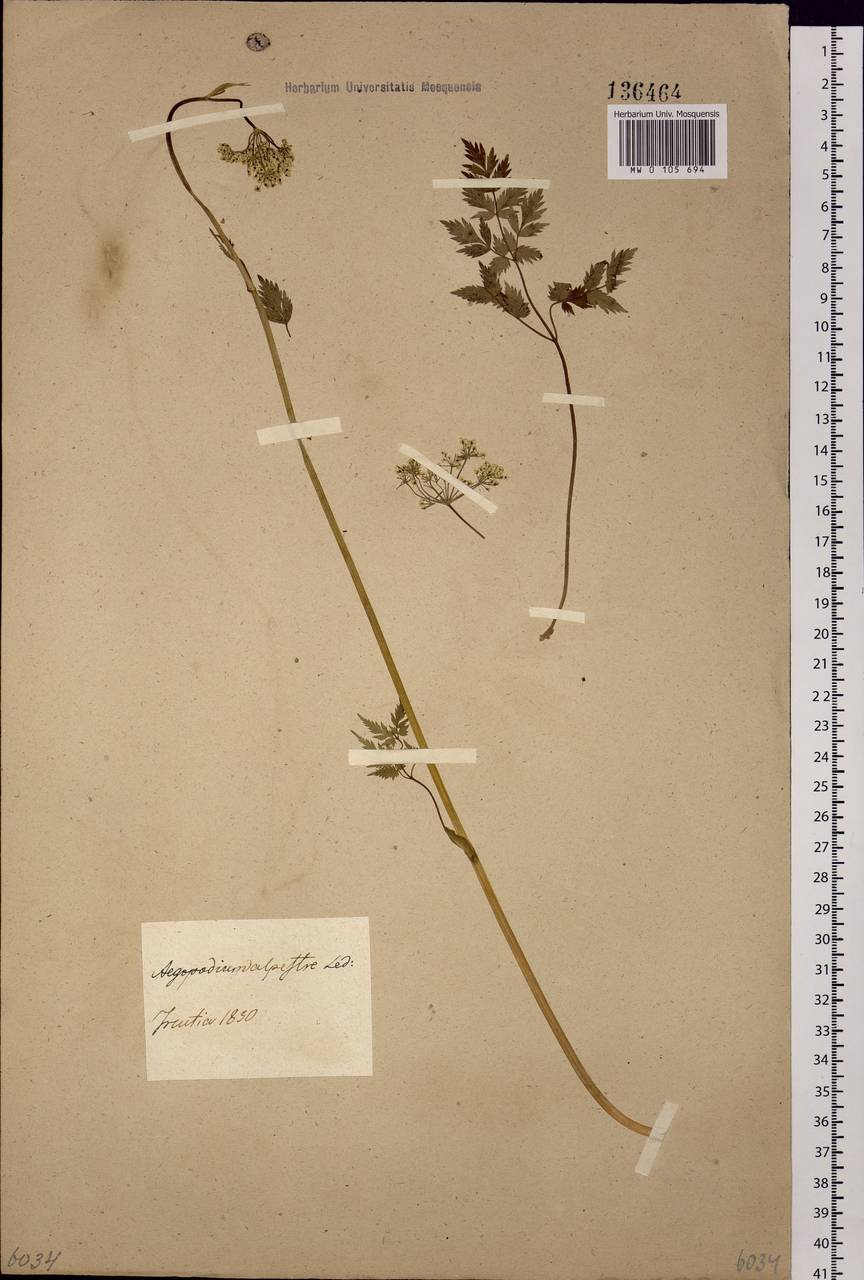 Aegopodium alpestre Ledeb., Siberia, Baikal & Transbaikal region (S4) (Russia)