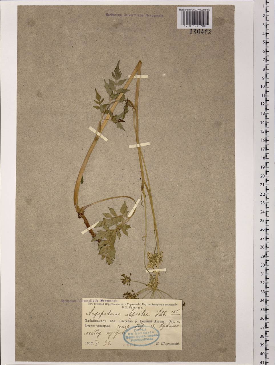 Aegopodium alpestre Ledeb., Siberia, Baikal & Transbaikal region (S4) (Russia)