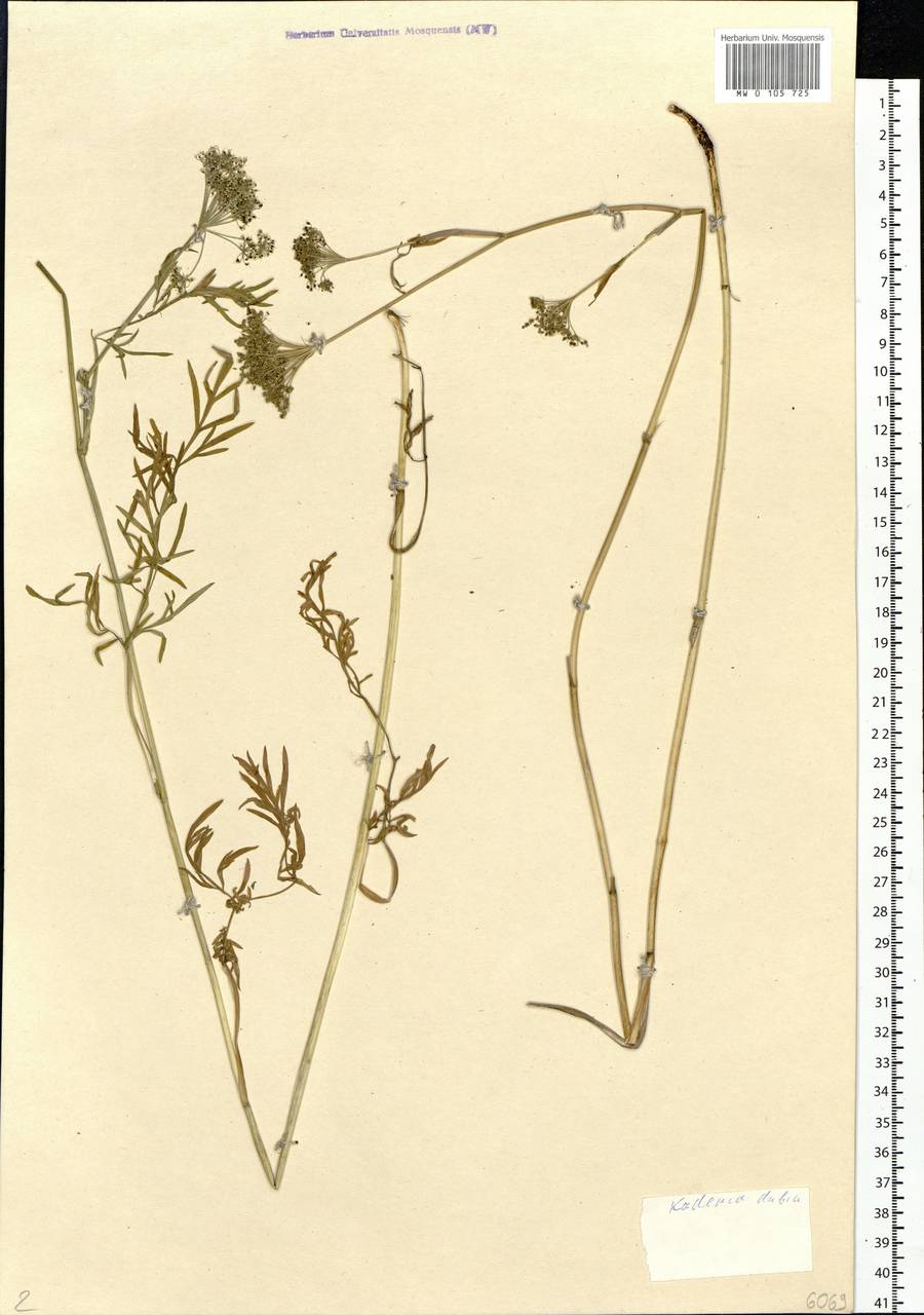 Kadenia dubia (Schkuhr) Lavrova & V.N.Tikhom., Siberia, Altai & Sayany Mountains (S2) (Russia)