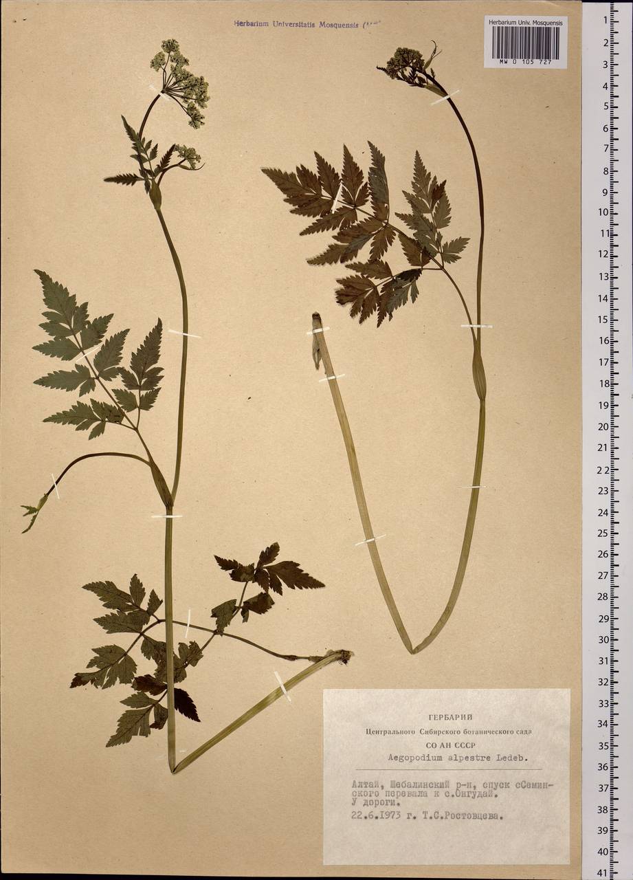 Aegopodium alpestre Ledeb., Siberia, Altai & Sayany Mountains (S2) (Russia)