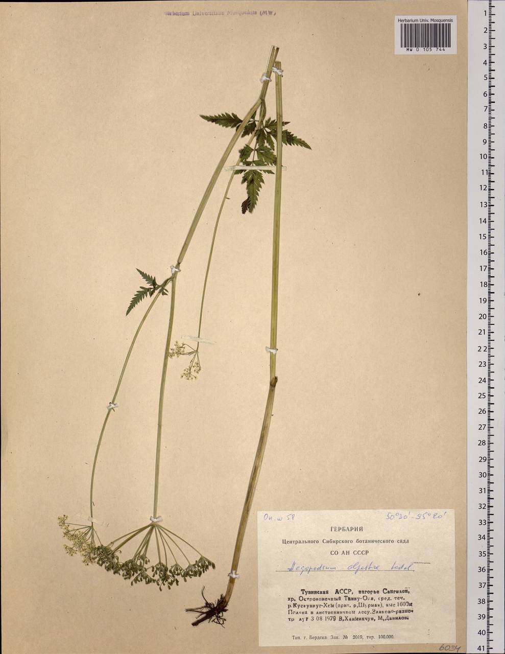 Aegopodium alpestre Ledeb., Siberia, Altai & Sayany Mountains (S2) (Russia)