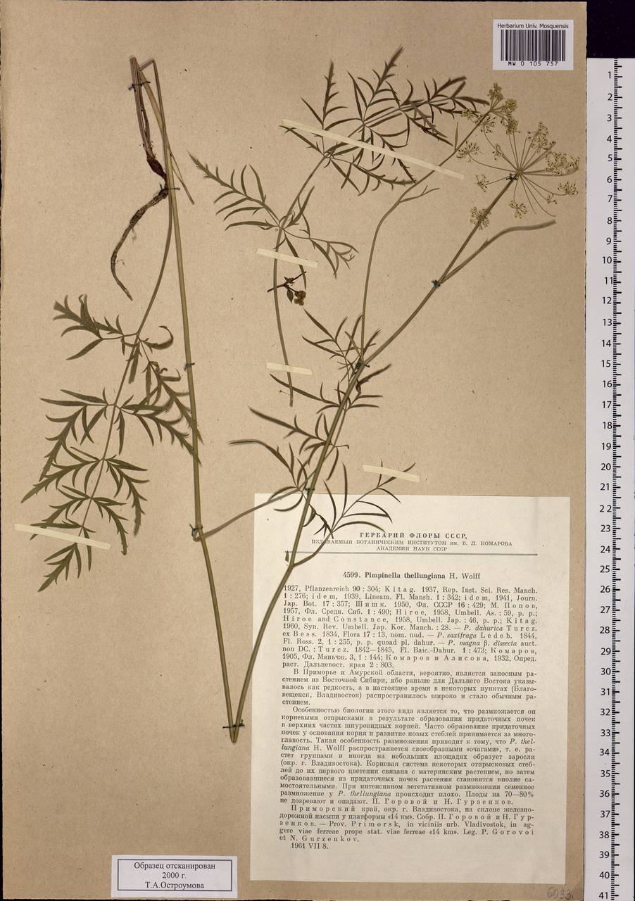 Pimpinella thellungiana H. Wolff, Siberia, Russian Far East (S6) (Russia)