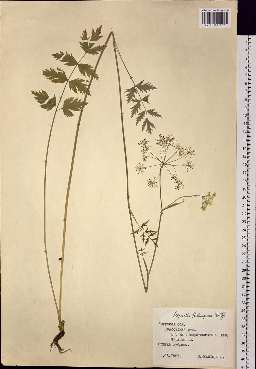 Pimpinella thellungiana H. Wolff, Siberia, Russian Far East (S6) (Russia)