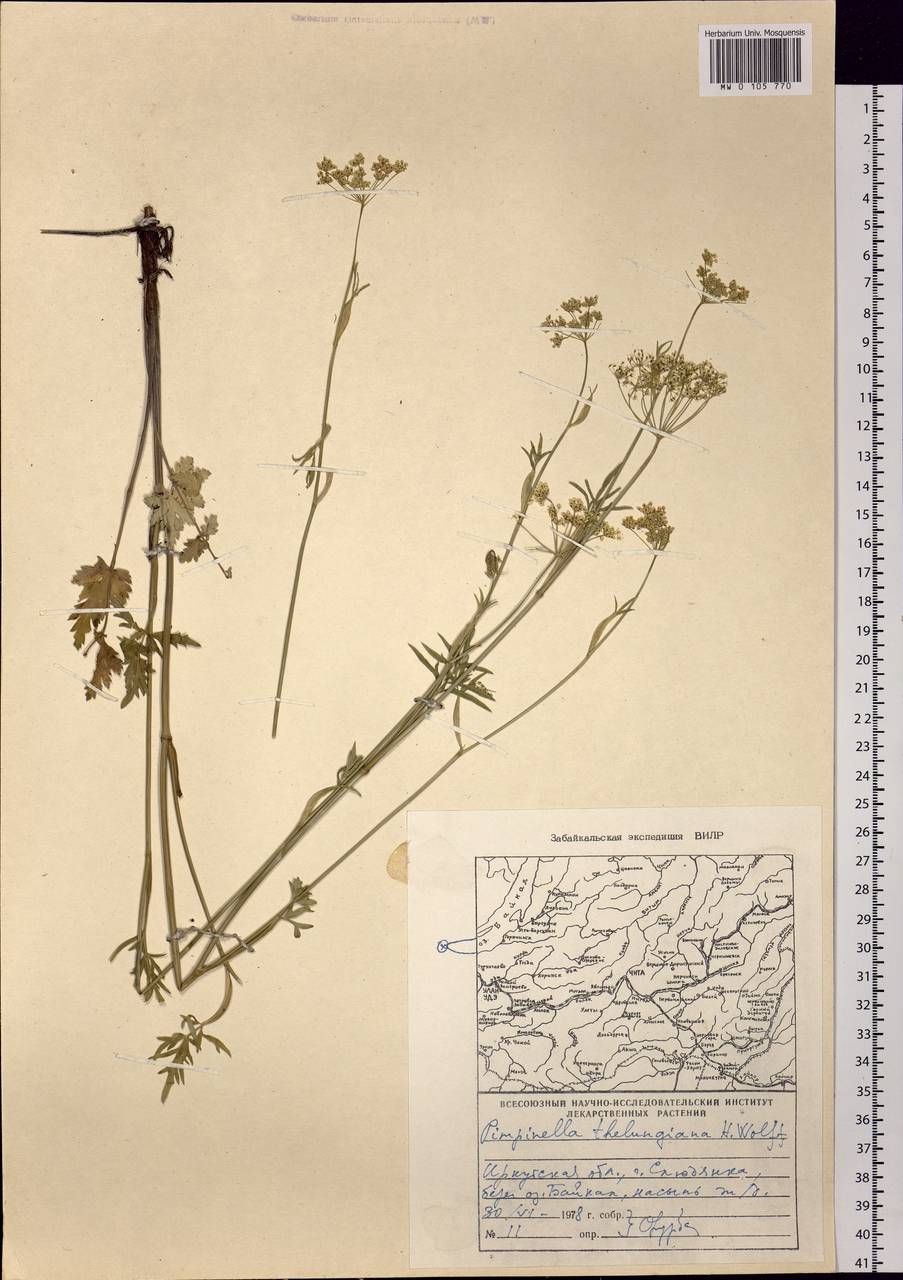 Pimpinella thellungiana H. Wolff, Siberia, Baikal & Transbaikal region (S4) (Russia)