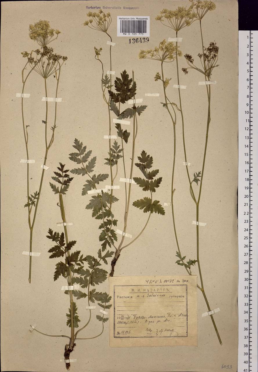Pimpinella saxifraga L., Siberia, Baikal & Transbaikal region (S4) (Russia)