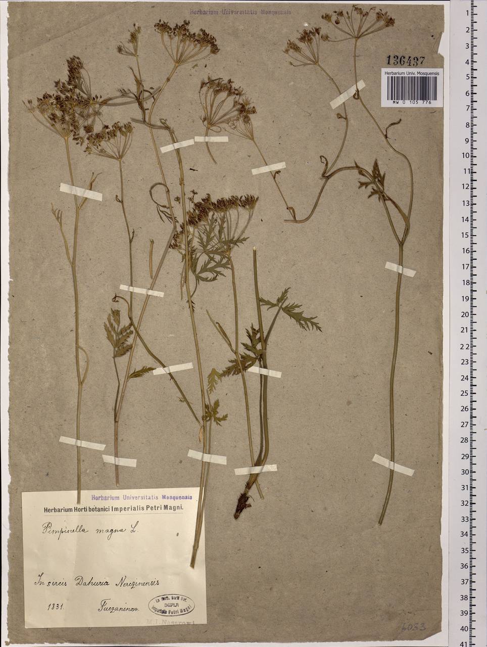 Pimpinella saxifraga L., Siberia, Baikal & Transbaikal region (S4) (Russia)