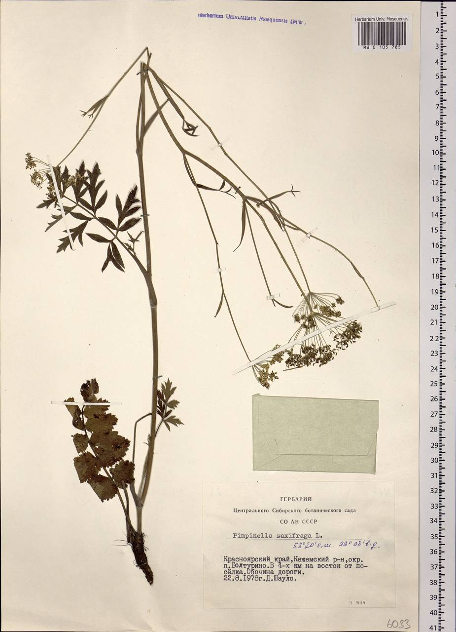 Pimpinella saxifraga L., Siberia, Central Siberia (S3) (Russia)