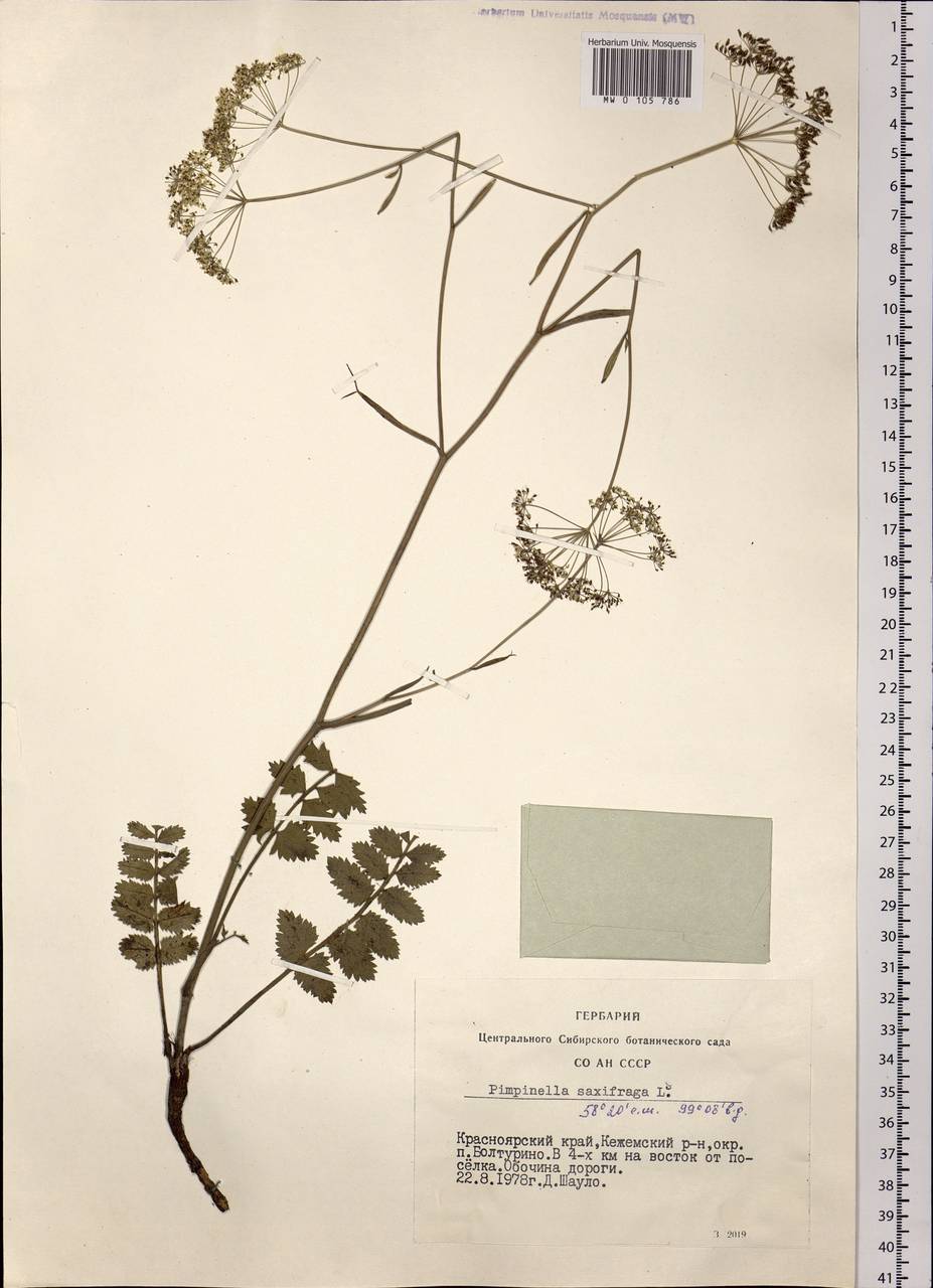 Pimpinella saxifraga L., Siberia, Central Siberia (S3) (Russia)