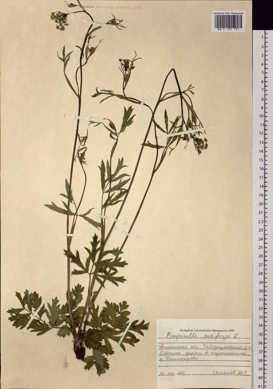 Pimpinella saxifraga L., Siberia, Western Siberia (S1) (Russia)