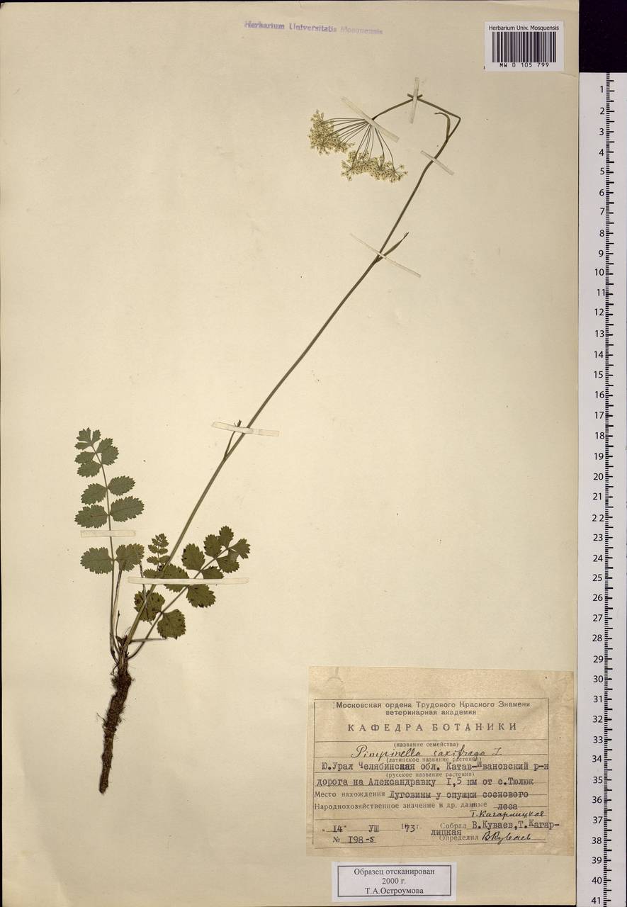 Pimpinella saxifraga L., Eastern Europe, Eastern region (E10) (Russia)