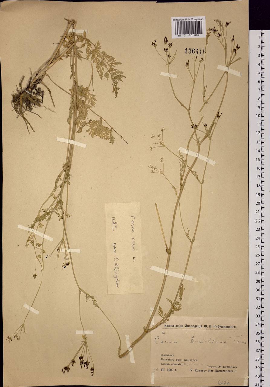 Carum carvi L., Siberia, Chukotka & Kamchatka (S7) (Russia)
