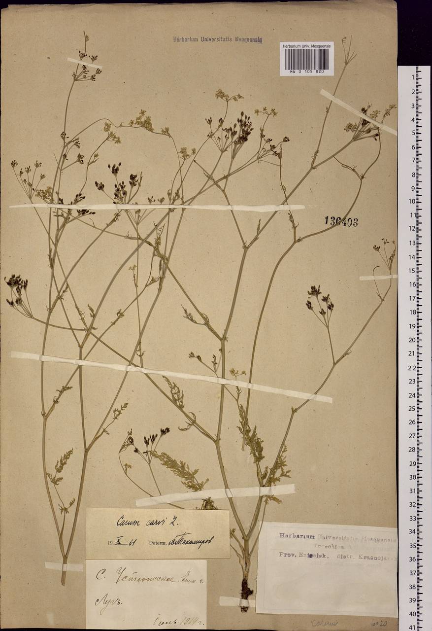 Carum carvi L., Siberia, Central Siberia (S3) (Russia)