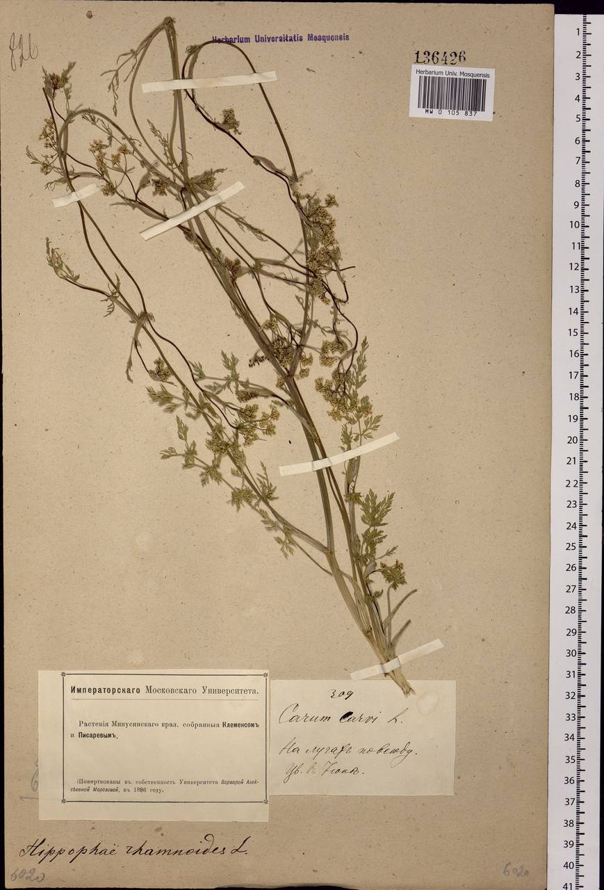 Carum carvi L., Siberia, Altai & Sayany Mountains (S2) (Russia)