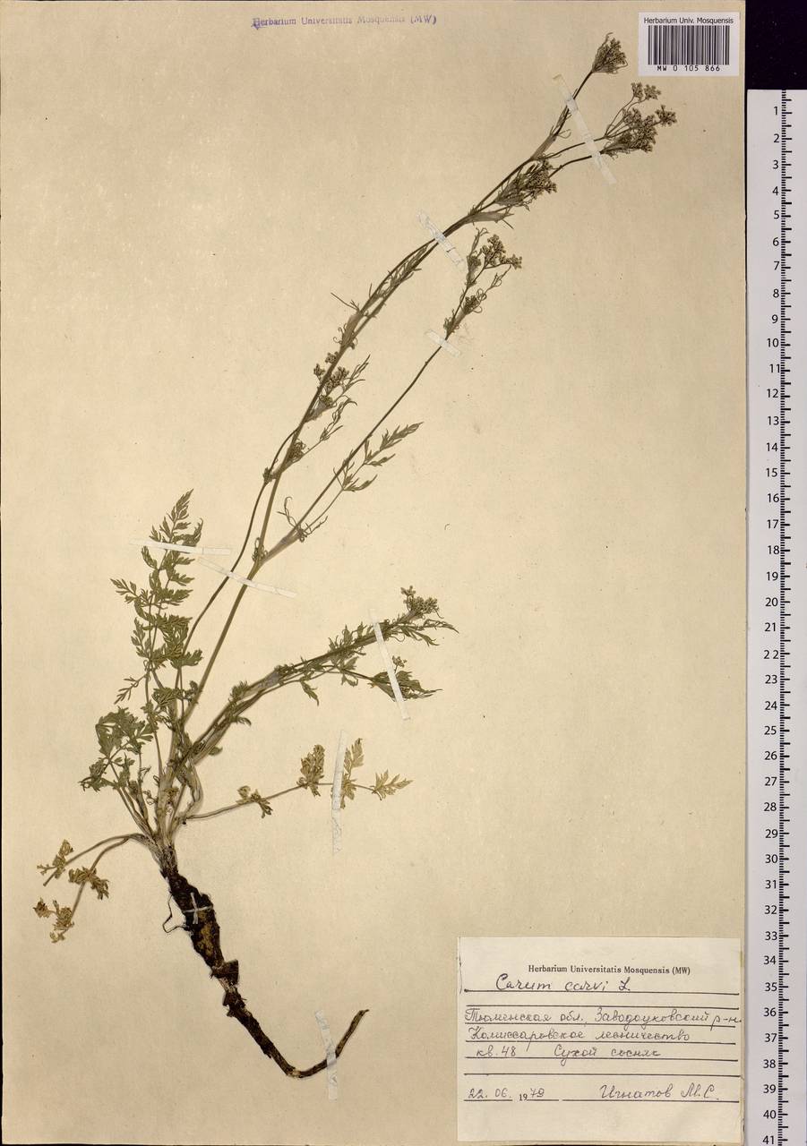 Carum carvi L., Siberia, Western Siberia (S1) (Russia)