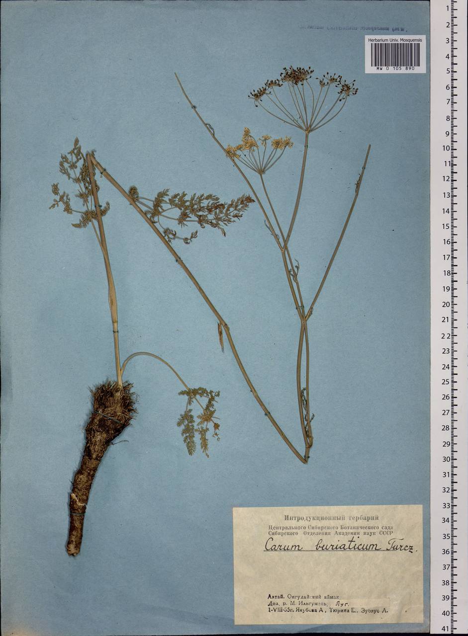 Carum buriaticum Turcz., Siberia, Altai & Sayany Mountains (S2) (Russia)
