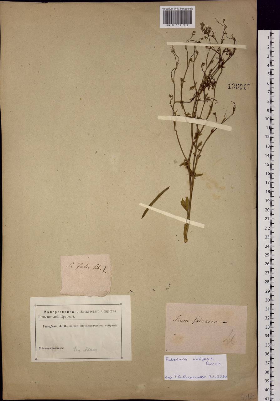 Falcaria vulgaris Bernh., Siberia (no precise locality) (S0) (Russia)
