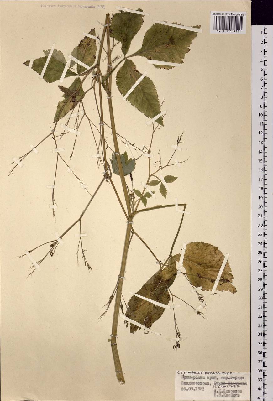 Cryptotaenia japonica Hassk., Siberia, Russian Far East (S6) (Russia)