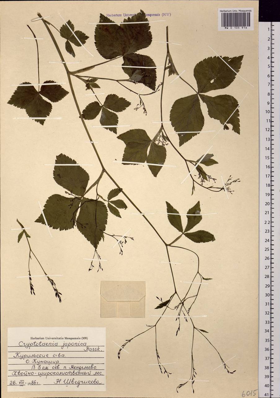 Cryptotaenia japonica Hassk., Siberia, Russian Far East (S6) (Russia)