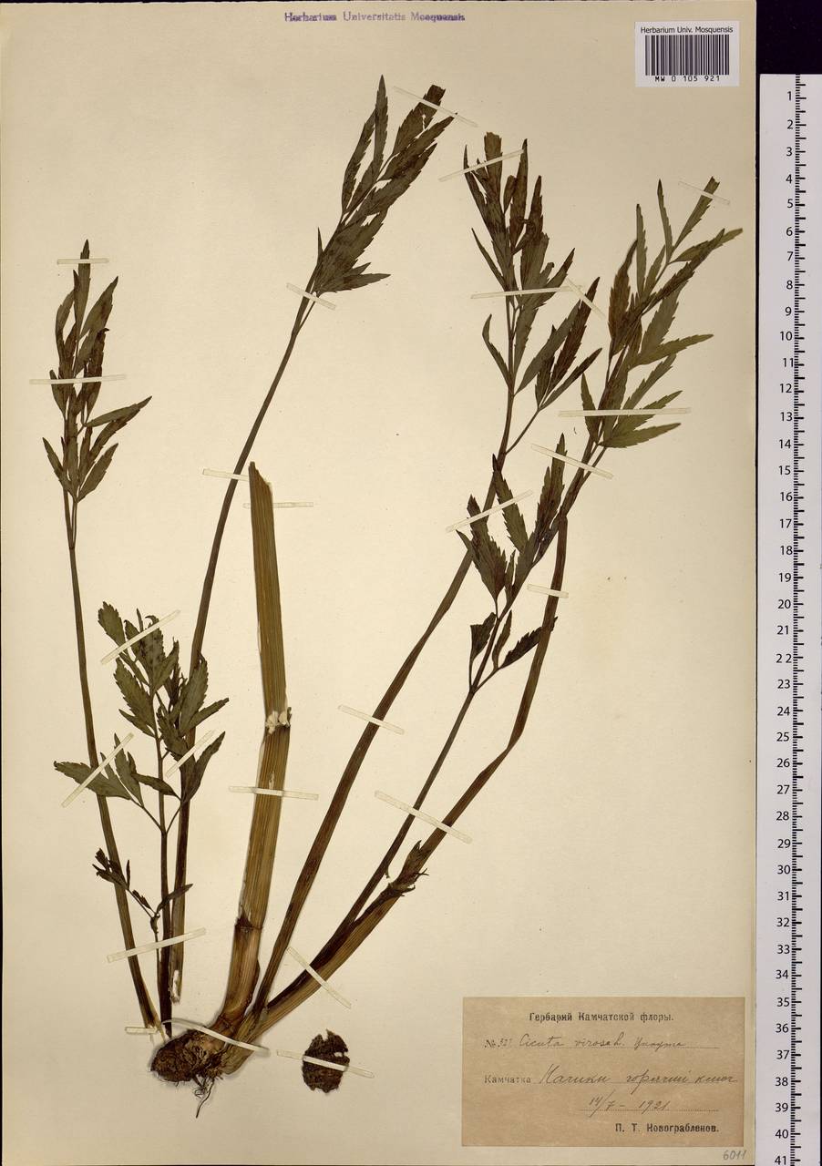 Cicuta virosa L., Siberia, Chukotka & Kamchatka (S7) (Russia)