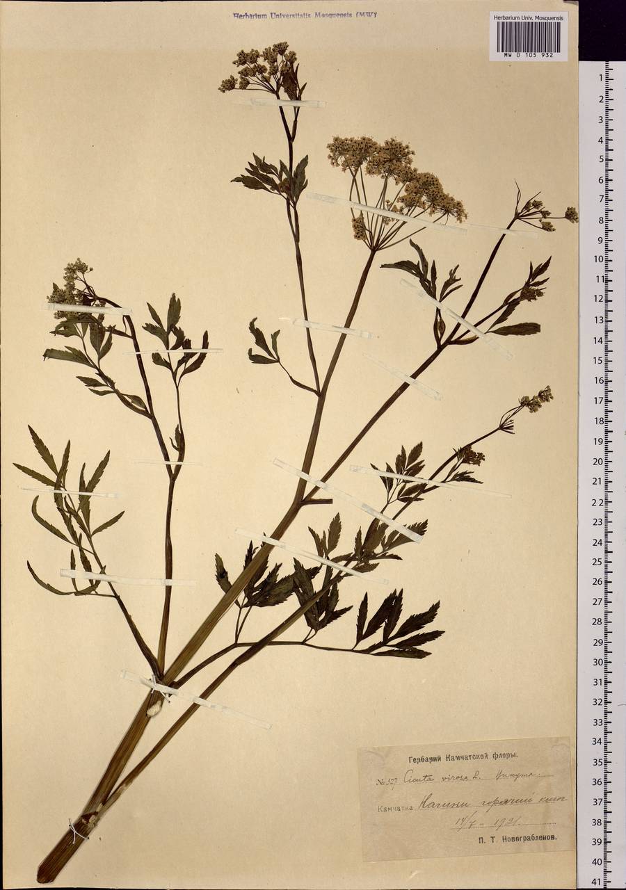 Cicuta virosa L., Siberia, Chukotka & Kamchatka (S7) (Russia)