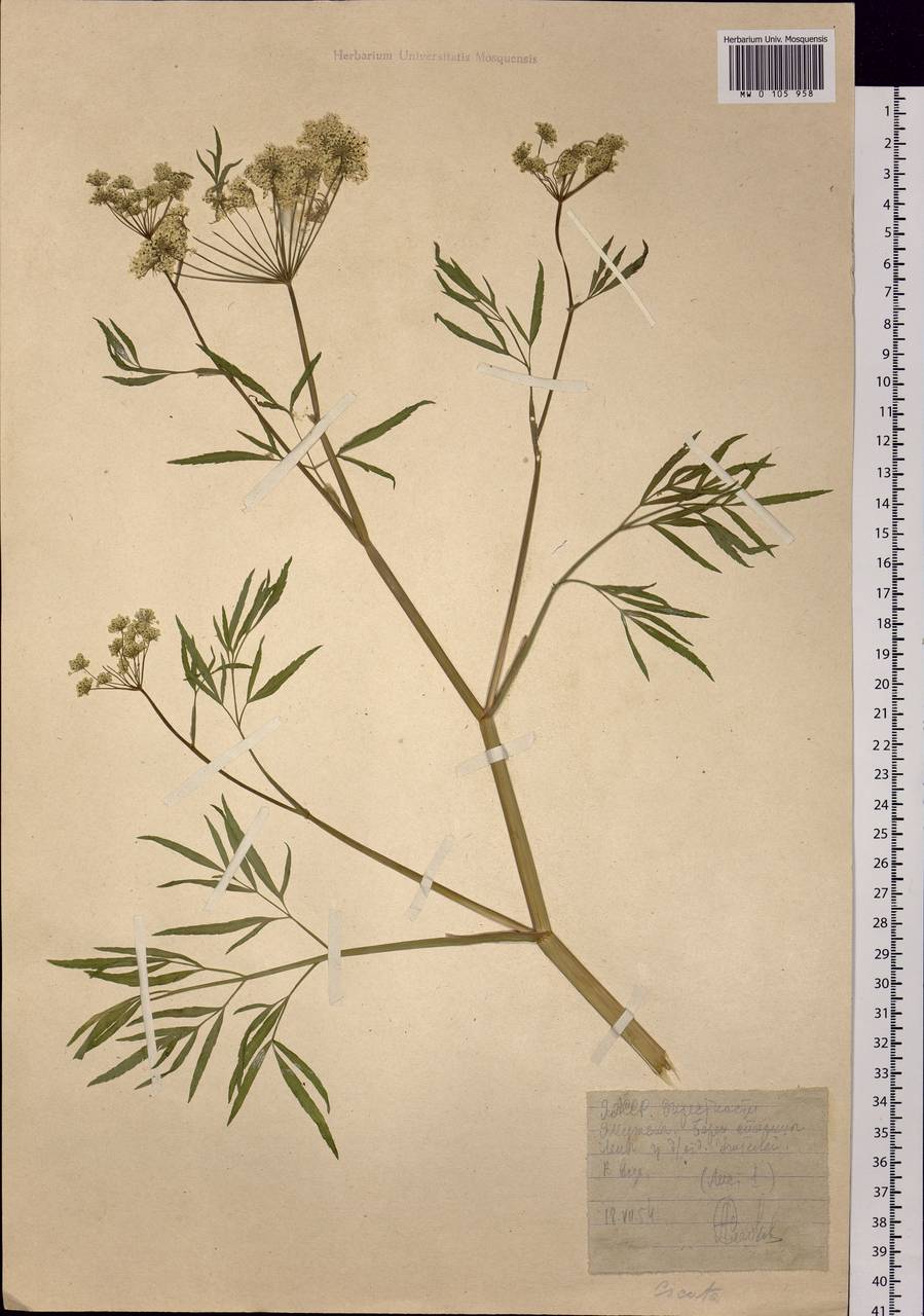 Cicuta virosa L., Siberia, Yakutia (S5) (Russia)