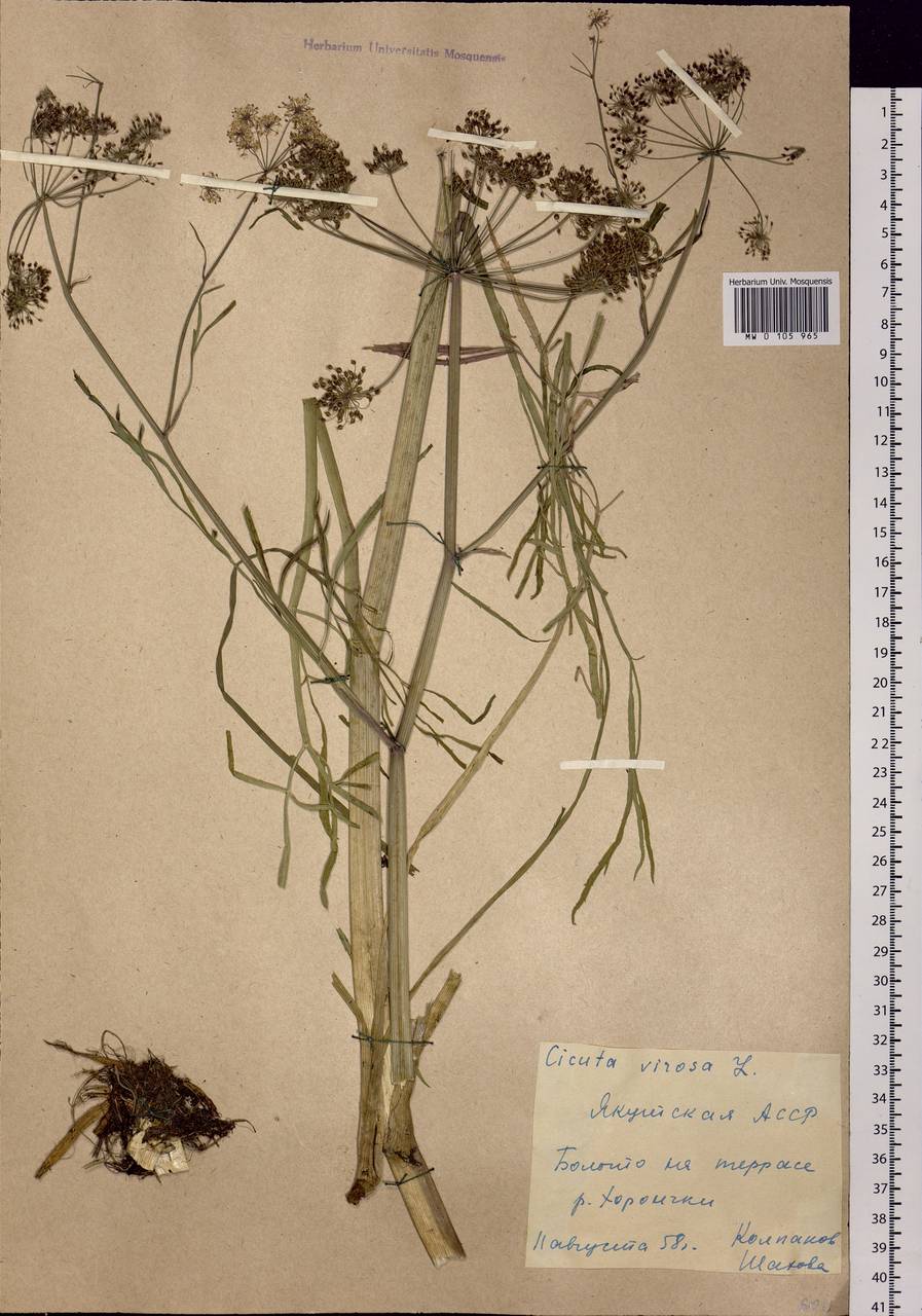 Cicuta virosa L., Siberia, Yakutia (S5) (Russia)