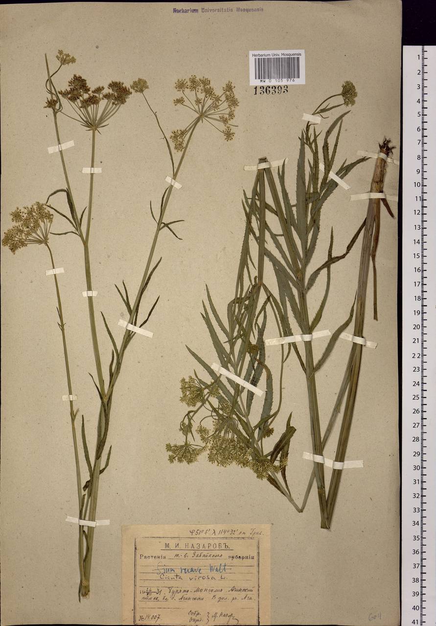 Cicuta virosa L., Siberia, Baikal & Transbaikal region (S4) (Russia)